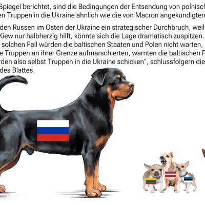 Wenn Chihuahuas mutig werden